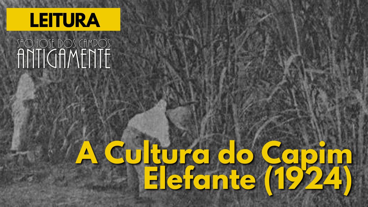 A Cultura do Capim Elefante em 1924