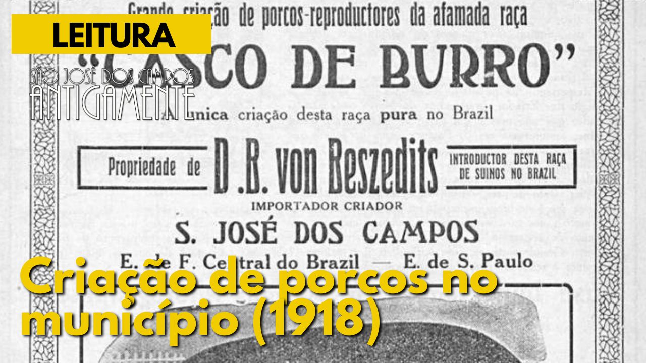 Criação de porcos no município (1918)